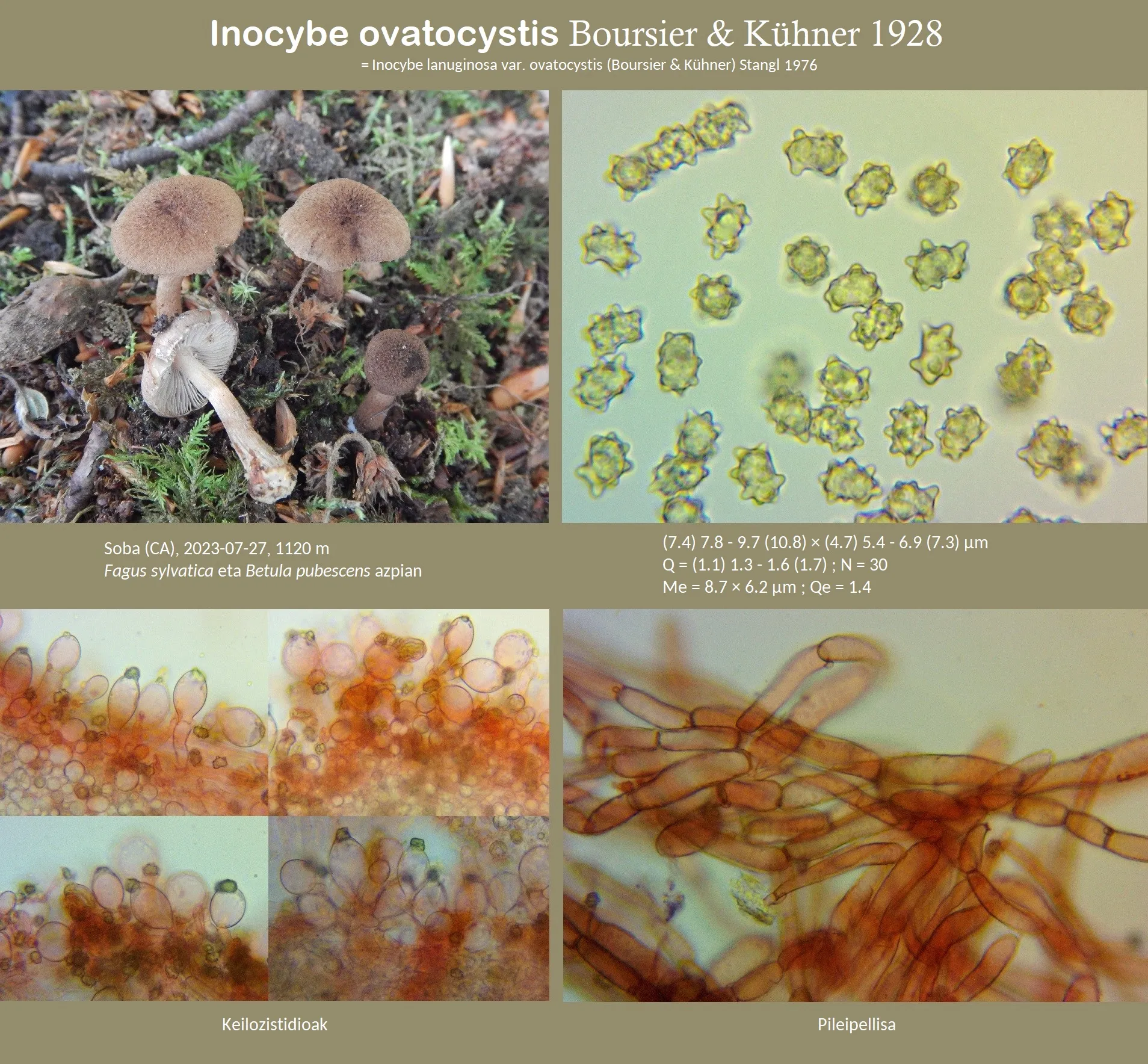 Microscopía de Inocybe ovatocystis